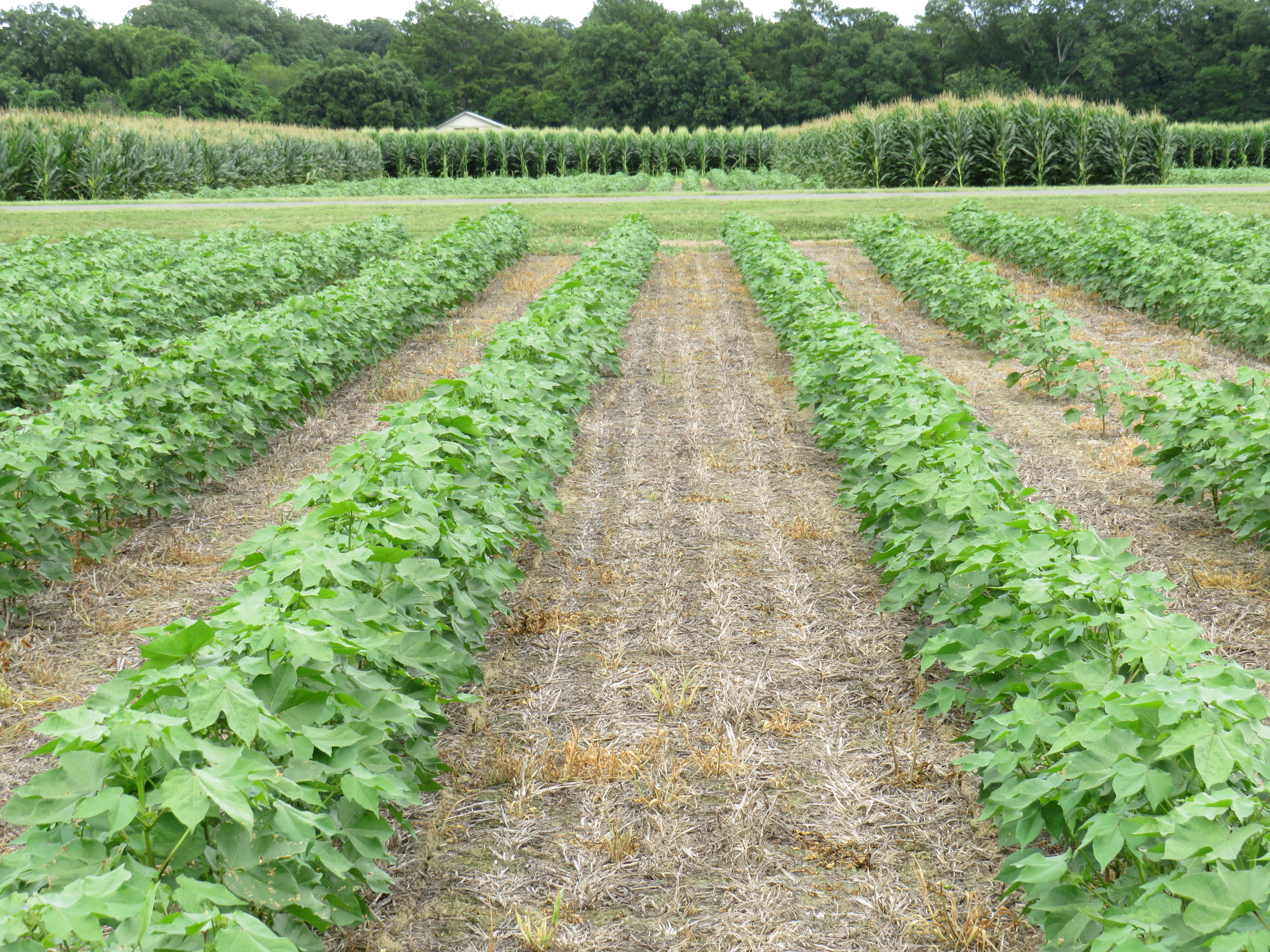 LSU AgCenter project examines benefits, challenges of wider cotton rows 